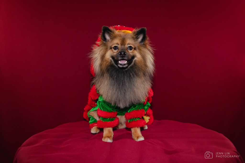 Duke, a sable Pomeranian, is dressed up in a traditional lion dance costume for Lunar New Year