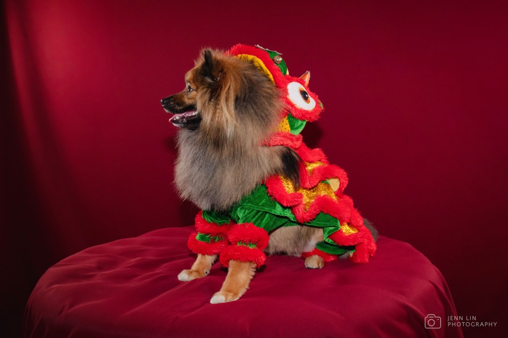 Duke, a sable Pomeranian, is dressed up in a traditional lion dance costume for Lunar New Year