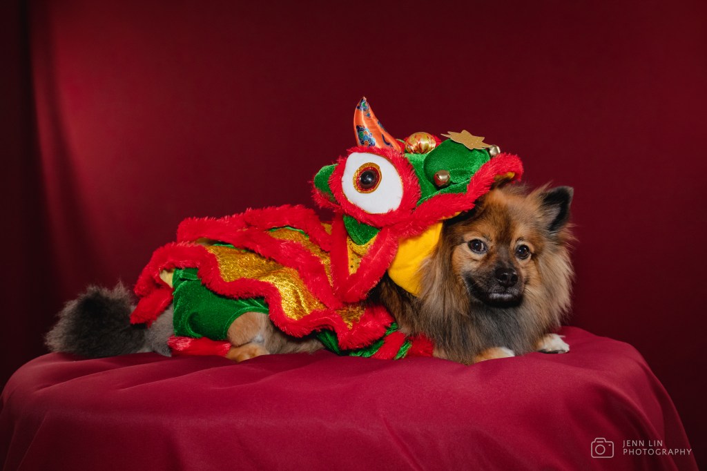 Duke, a sable Pomeranian, is dressed up in a traditional lion dance costume for Lunar New Year